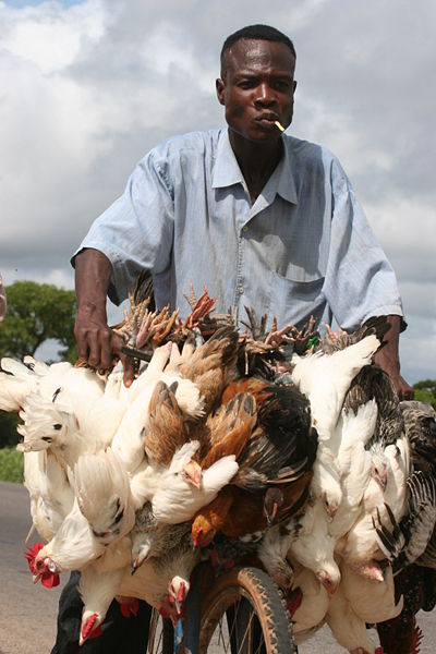 Fichier:Burkina Faso - transport of chickens.jpg