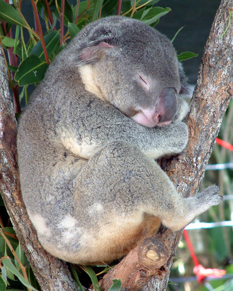 Fichier:Koala endormi.jpg