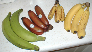 Variétés de bananes : banane plantain, banane rouge, banane naine, banane normale.