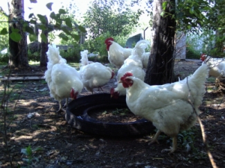 Fichier:Poules blanches.jpg