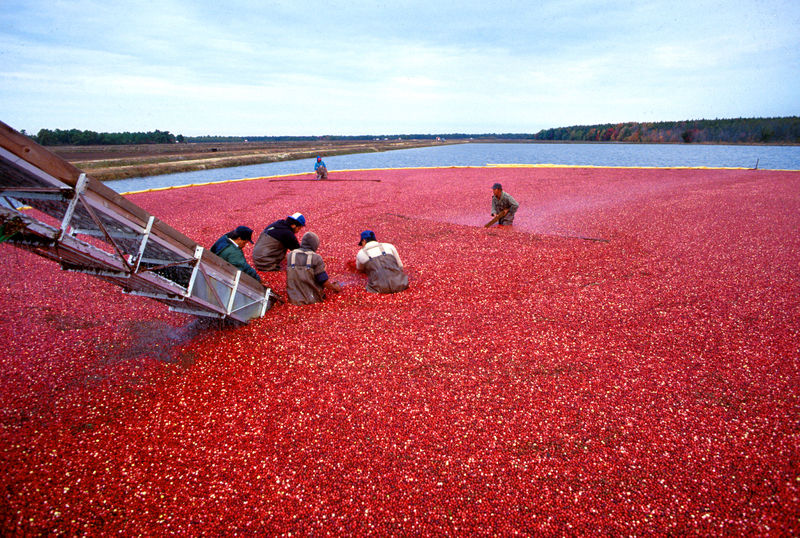 Fichier:Cranberrys beim Ernten.jpeg
