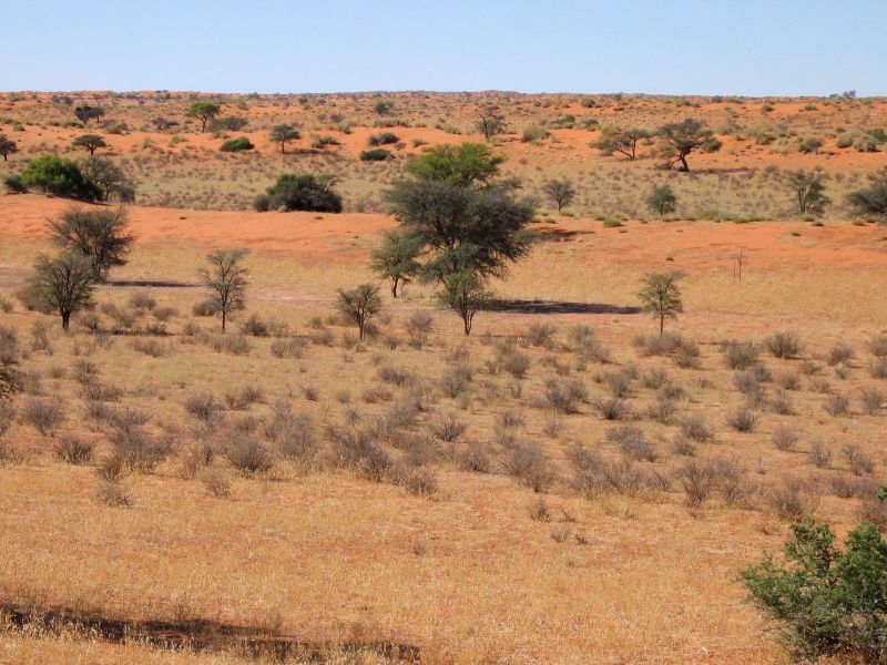 Fichier:Steppe Kalahari 2.jpg