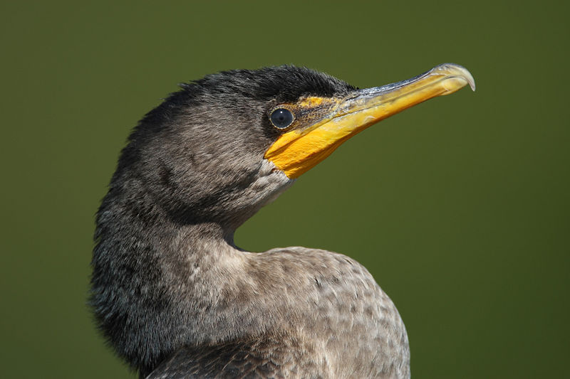 Fichier:Tête de cormoran à aigrettes.jpg