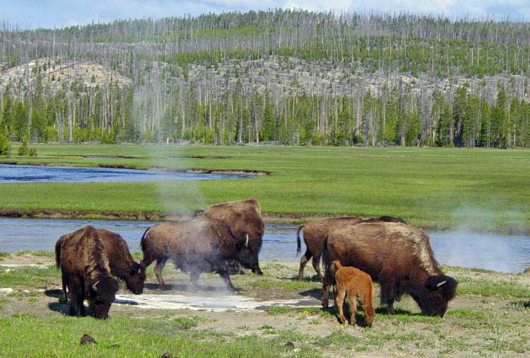 Fichier:Yellowstone - bisons.jpg