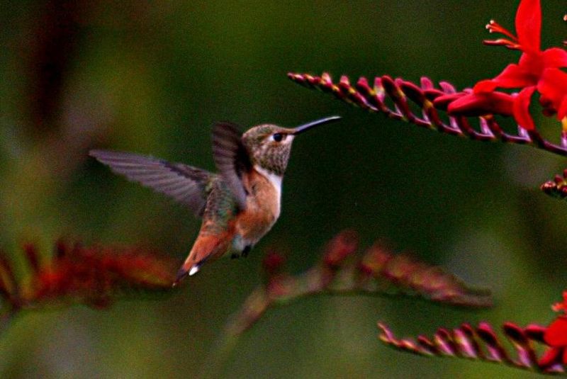 Fichier:Hummingbird-colibri.jpg