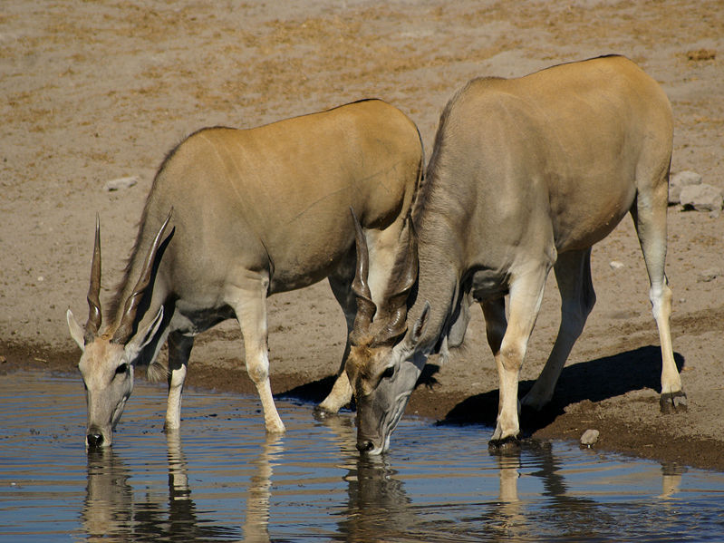 Fichier:Éland (Taurotragus oryx).jpg