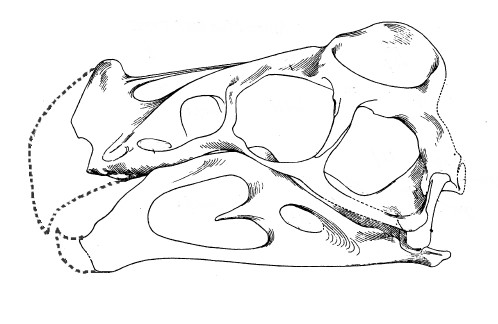 Fichier:Oviraptor crâne.jpg