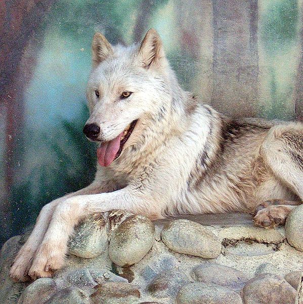 Fichier:Loup de l'Est (Canis lycaon).jpg