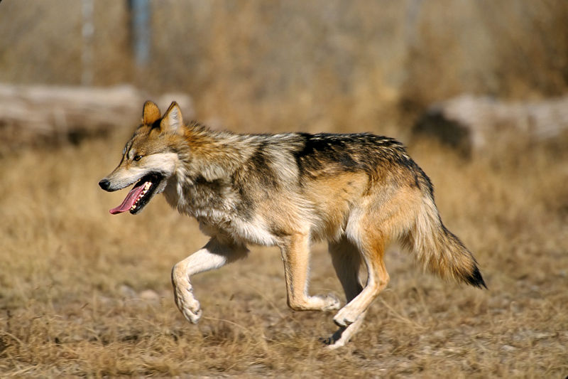 Fichier:Loup du Mexique (Canis lupus bailey).jpg