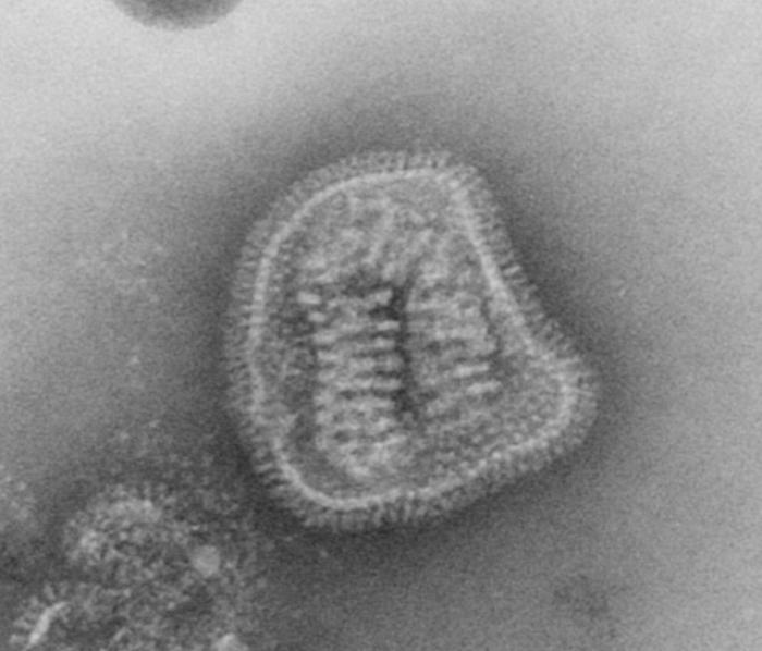 Fichier:Influenza virus particle 8430 lores.jpg