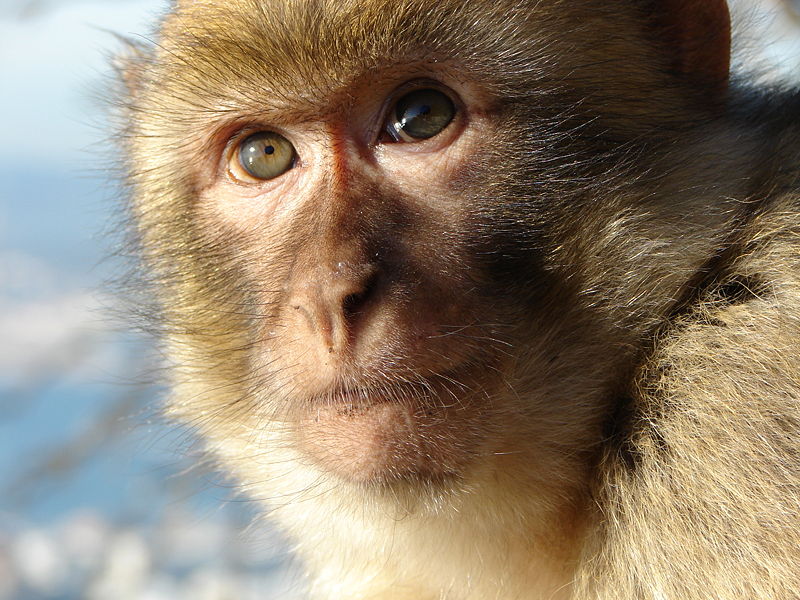 Fichier:Gibraltar Barbary Macaque.jpg