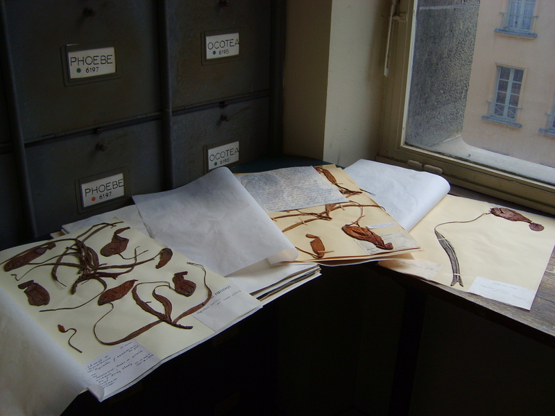 Fichier:Nepenthes herbarium specimens.jpg