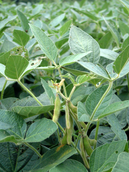 Fichier:Soybeans in Warren County, Indiana.png