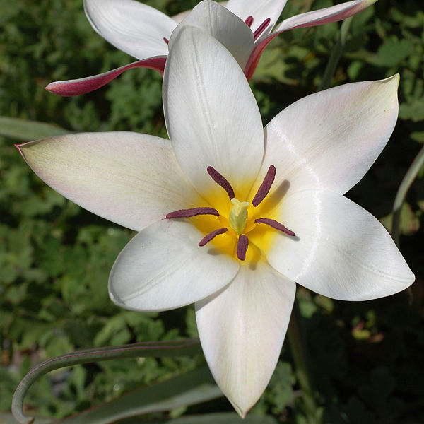 Fichier:Tulip Tulipa clusiana 'Lady Jane' Rock Ledge Flower Edit 2000px.jpg