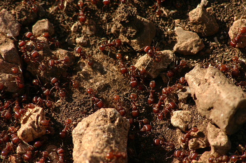 Fichier:A Texas Ant Colony.jpg