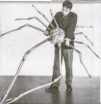 Fichier:Japanese spider crab.jpg
