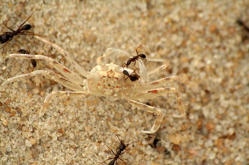 Fichier:Army ants vs crab - Gabon.jpg