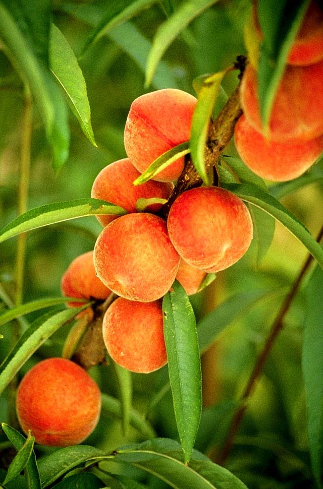Flameprince peaches.jpg