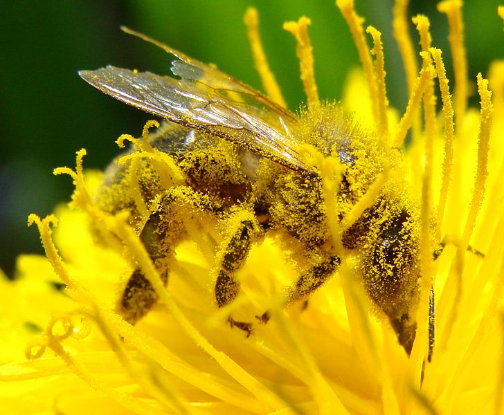 Fichier:Image-Pollination Bee Dandelion Zoom2.JPG