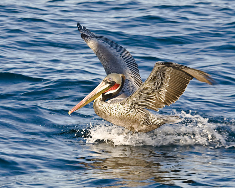 Fichier:Brown Pelican, Pelagic Boat Trip.jpg
