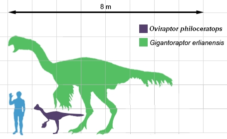 Fichier:Oviraptoridés taille.jpg