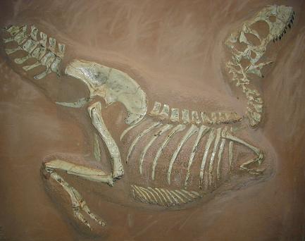 Fichier:Tarbosaurus museum Muenster.jpg