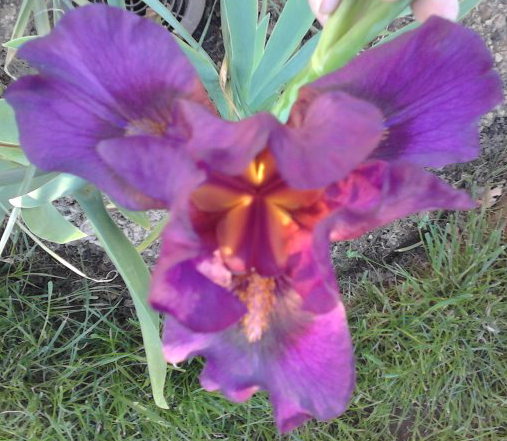 Fichier:Fleur iris.jpg