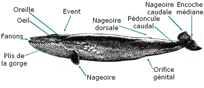 Fichier:Anatomie baleine.png