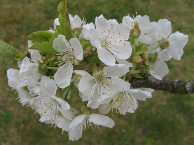 Fichier:Fleurs cerisier - 1121.jpg