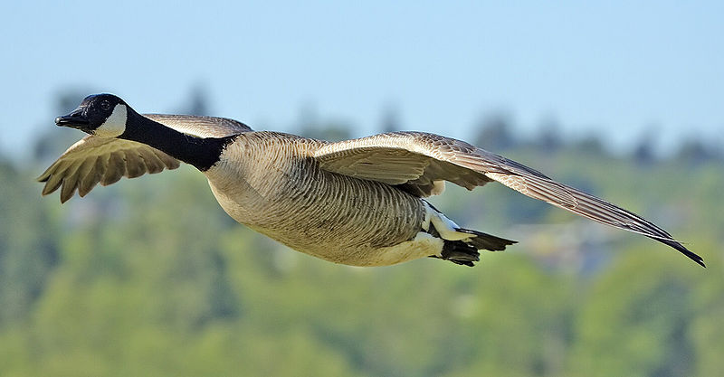 Fichier:Canada goose flight cropped and NR.jpg