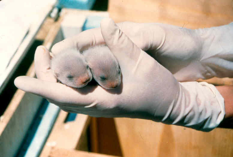 Fichier:Black footes ferret pups.jpg