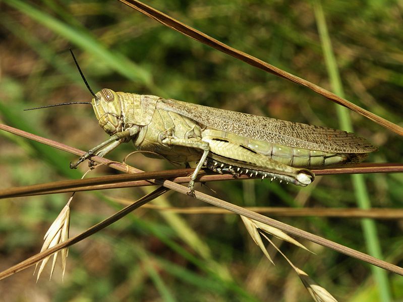 Fichier:Acrididae grasshopper-2.jpg