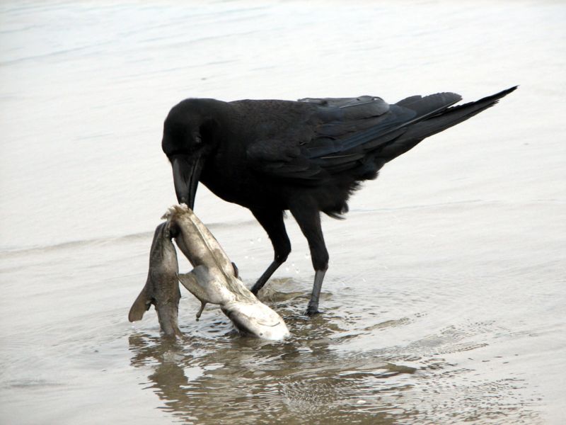 Fichier:Raven scavenging on a dead shark.jpg