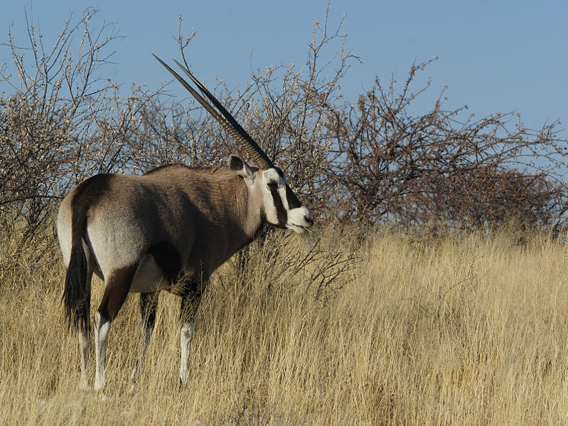 Fichier:Oryx gazelle (Oryx gazella).jpg