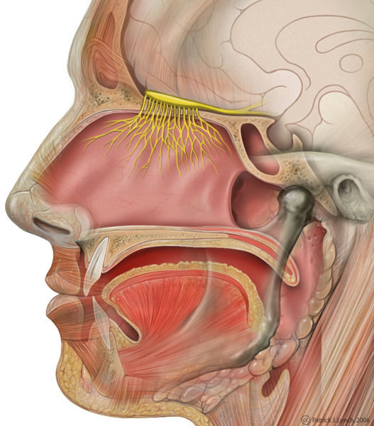 Fichier:Cavité nasale.jpg