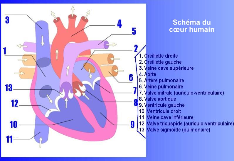 Fichier:Schema du coeur .jpg