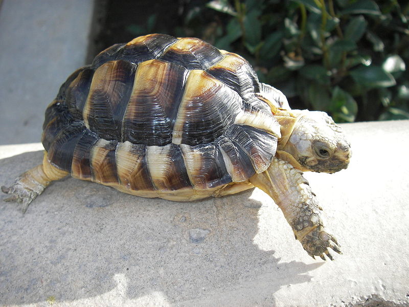 Fichier:Egyptian tortoise.JPG
