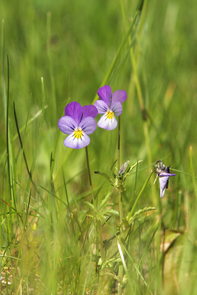 Fichier:Viola tricolor LC0041.jpg