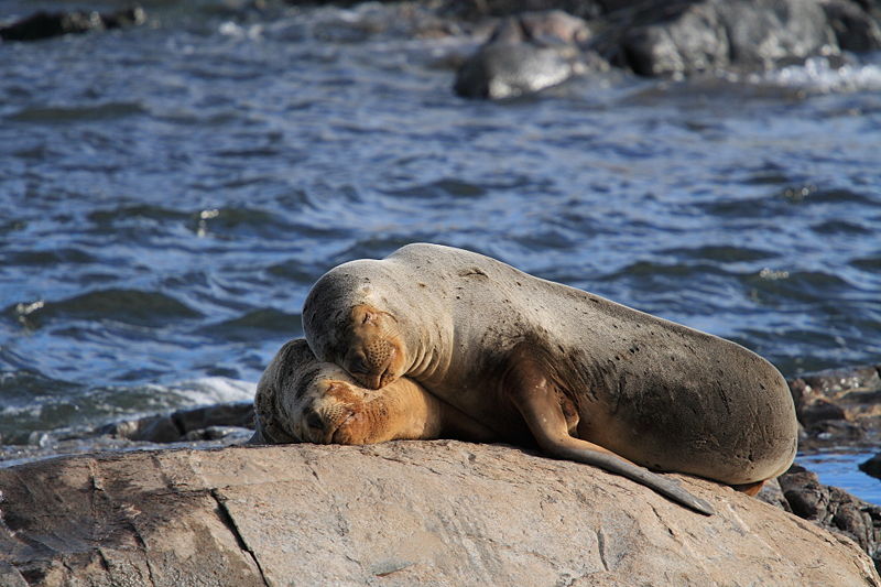 Fichier:Sea Lions Ushuaia.JPG
