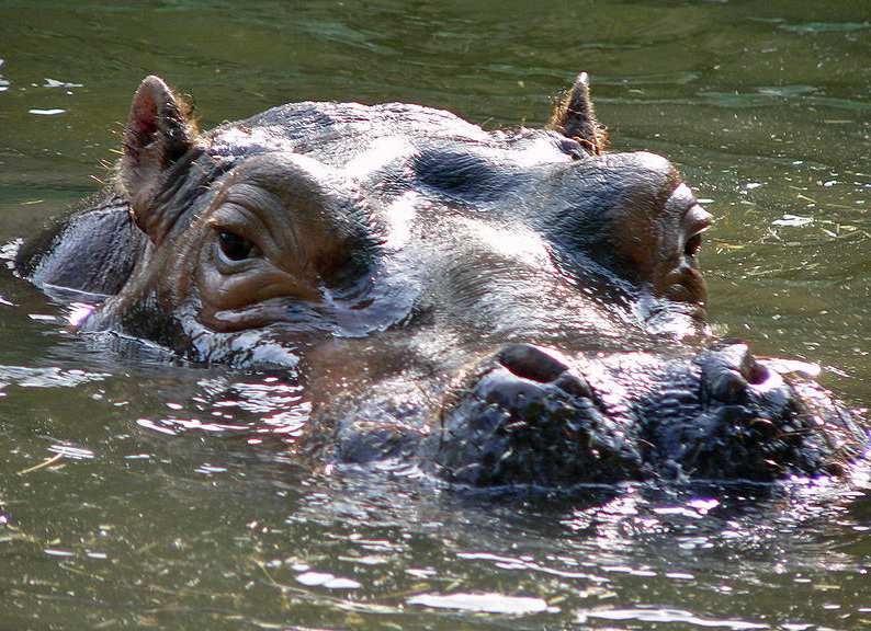 Fichier:Tête d'hippopotame dans l'eau.jpg