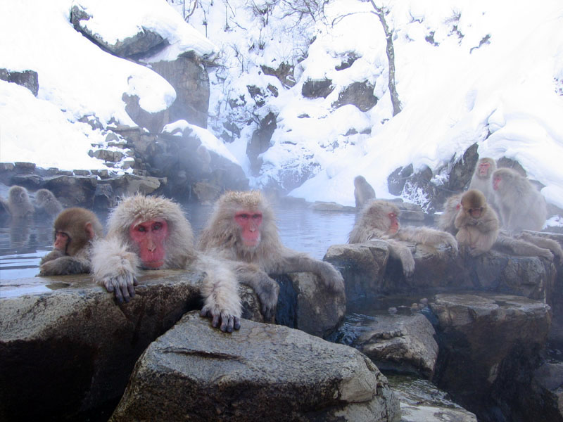 Fichier:Macaques sources chaudes.jpg