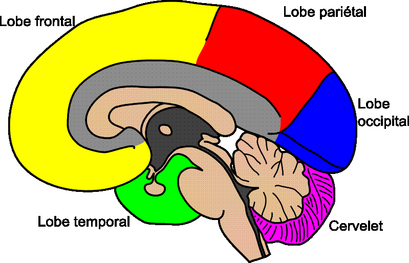 Fichier:Régions anatomiques du cerveau.gif