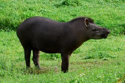 Tapir du Brésil (Tapirus terrestris)
