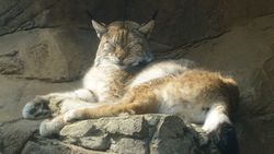 Lynx allongé sur un rocher, au soleil.