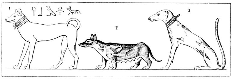 Fichier:Races de chiens en ancienne Égypte.jpg
