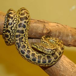 Anaconda jaune