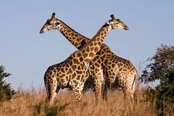 Giraffe Ithala KZN South Africa Luca Galuzzi 2004.JPG