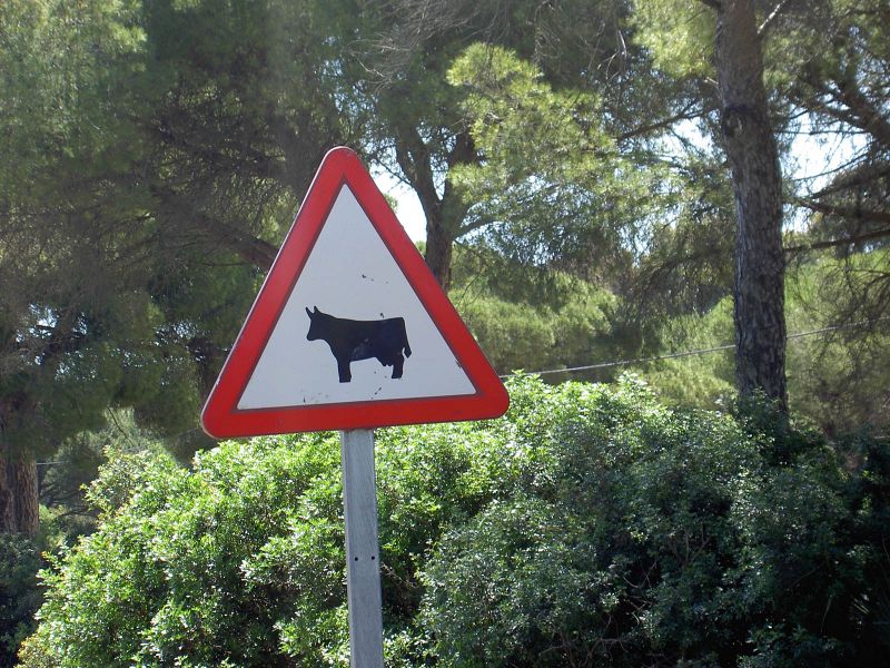 Fichier:Bull crossing.jpg