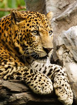 Panthera pardus close up.jpg