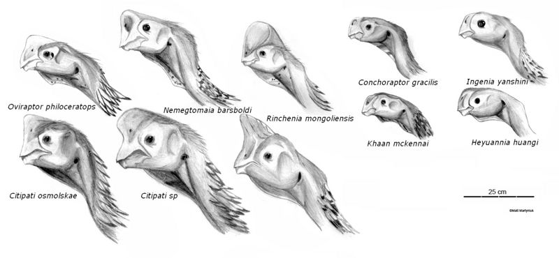 Fichier:Oviraptoridés.jpg